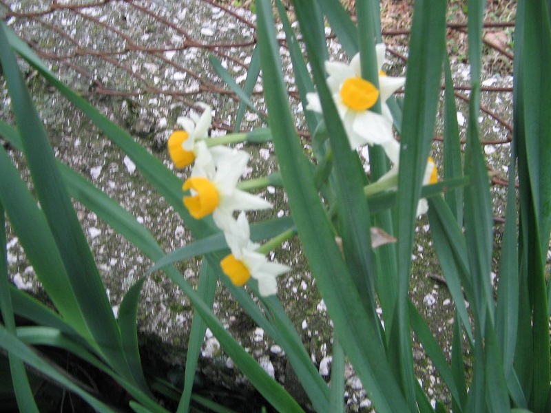 ForumEA/L/Narcissus tazetta.jpg
